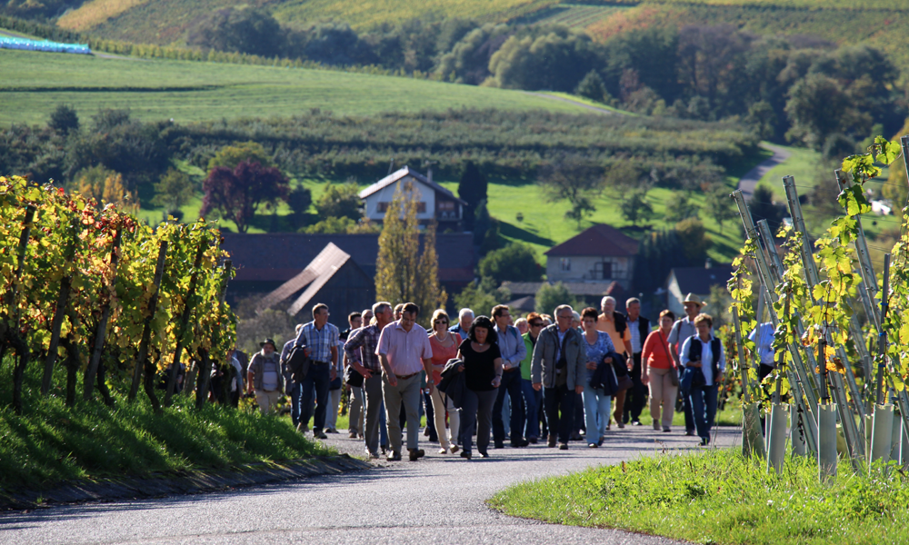 weinberge-1000-600